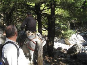 Ambulanse på fire bein