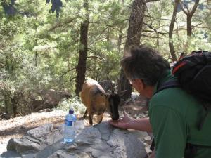 En Kri-Kri spiser av hånden min