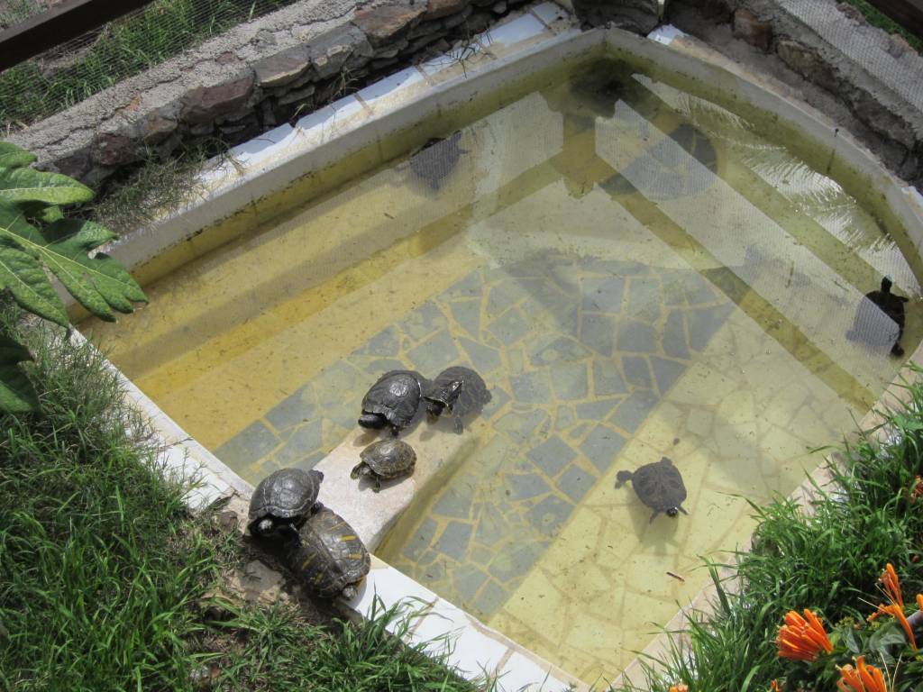 2011 02 12 - Gran Canaria (11) - Kafeteria med museum Kafeteria med museum og dyrepark