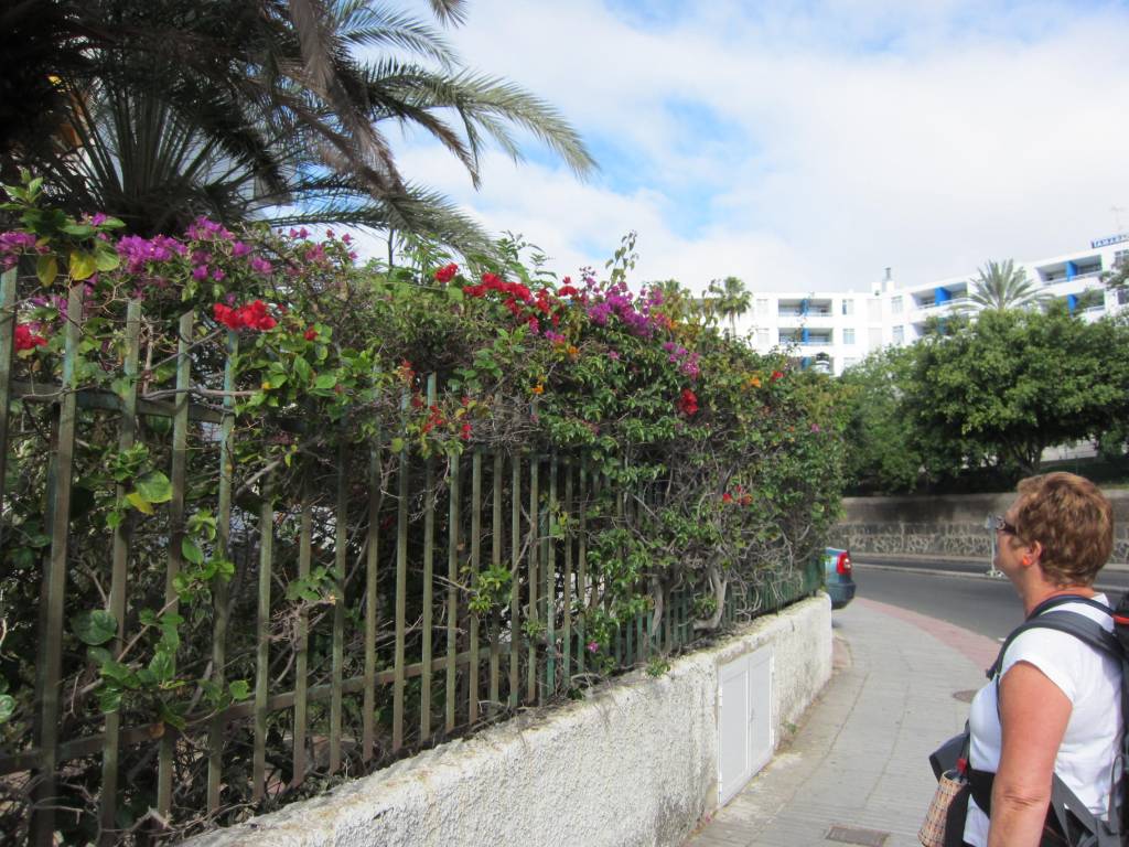 Blomstene i Playa del Inglés må bli igjen.