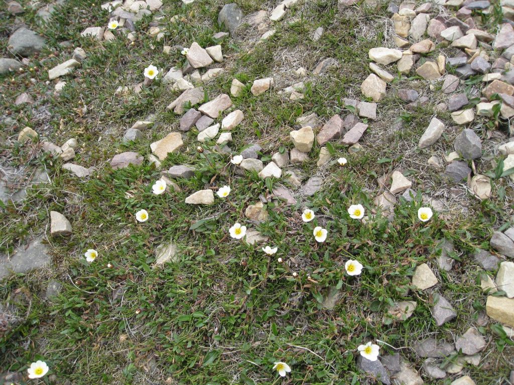 2011 06 20 - Svalbard - Sofias bilder (7) - Svalbardvalmuen (2) Svalbardvalmuen er en av de mange og vakre små blomstene som ikke lukker seg om natten (foto Sofia Rønning 20.6.2011).