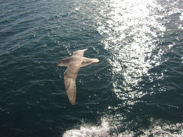 En ismåke flyr om kapp med båten. (foto Terje Rønning)