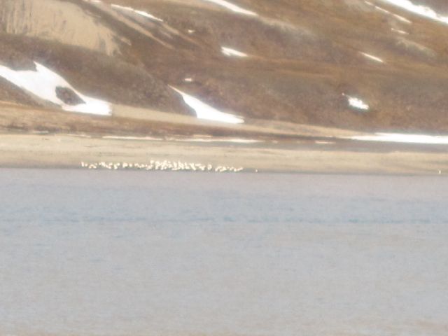 En flokk svalbardrein helt nede ved vannet. (foto Terje Rønning).