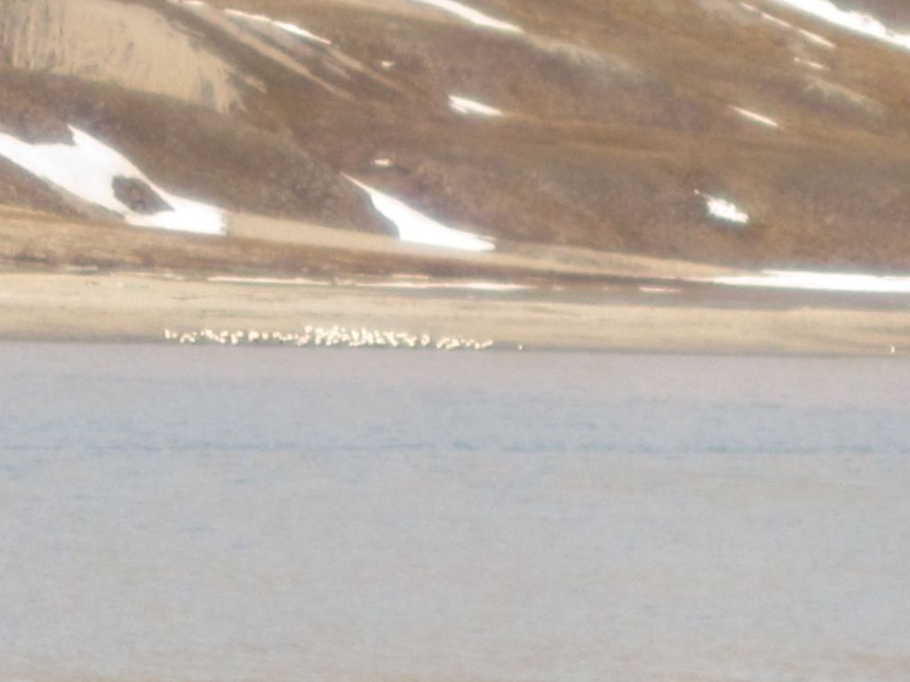 Billefjorden på Svalbard: En flokk svalbardrein helt nede ved vannet. (foto Terje Rønning)