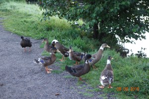 Parkens ender kvakker gjenkjendene hver gang jeg passerer dem.