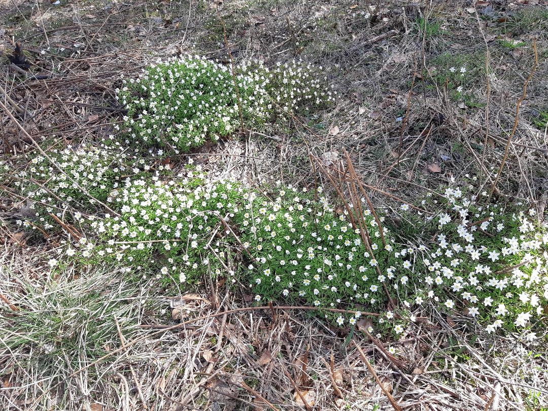 2018 04 25 - Hvitveis