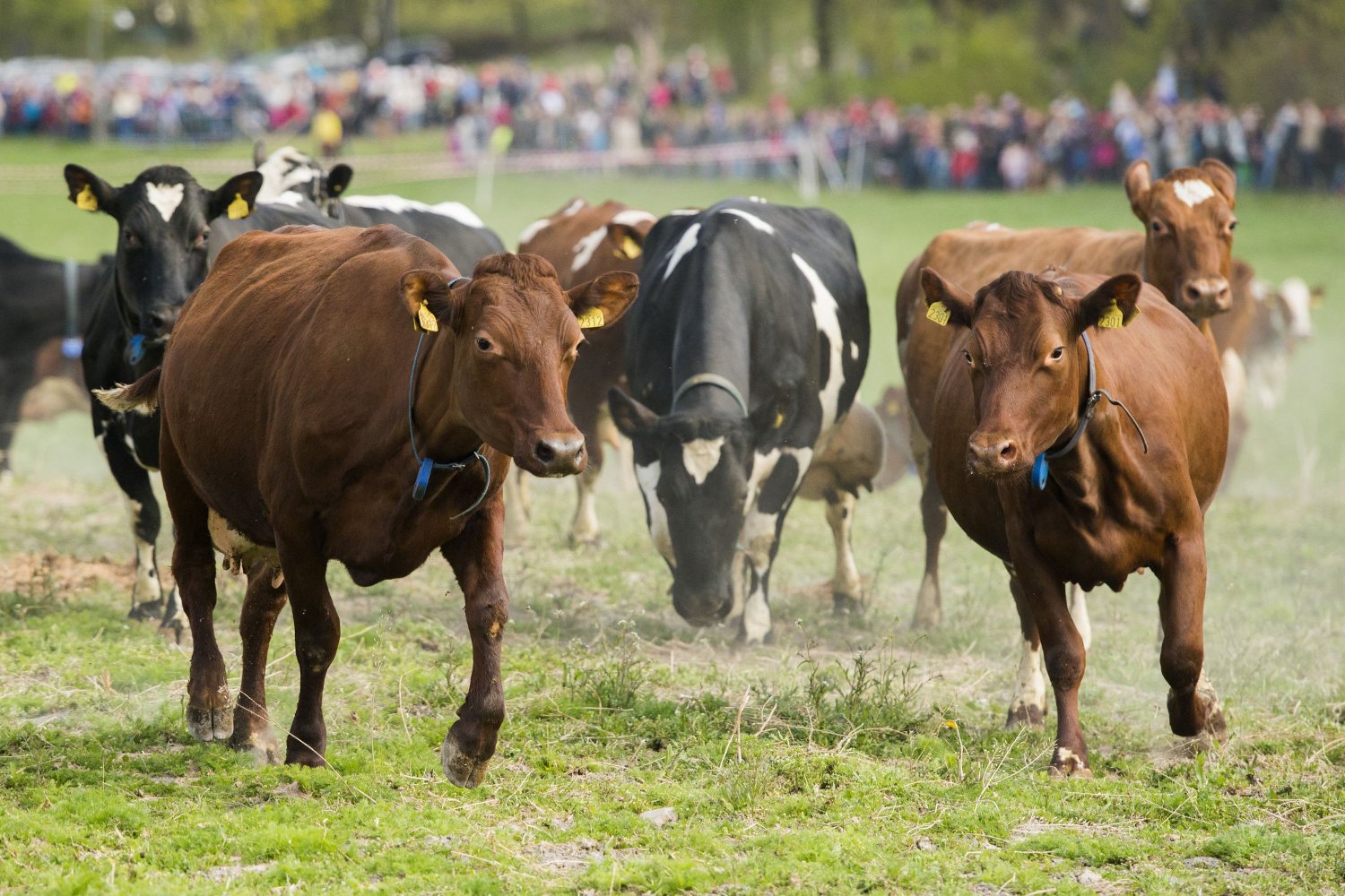 2019 08 22 - løpende kuer