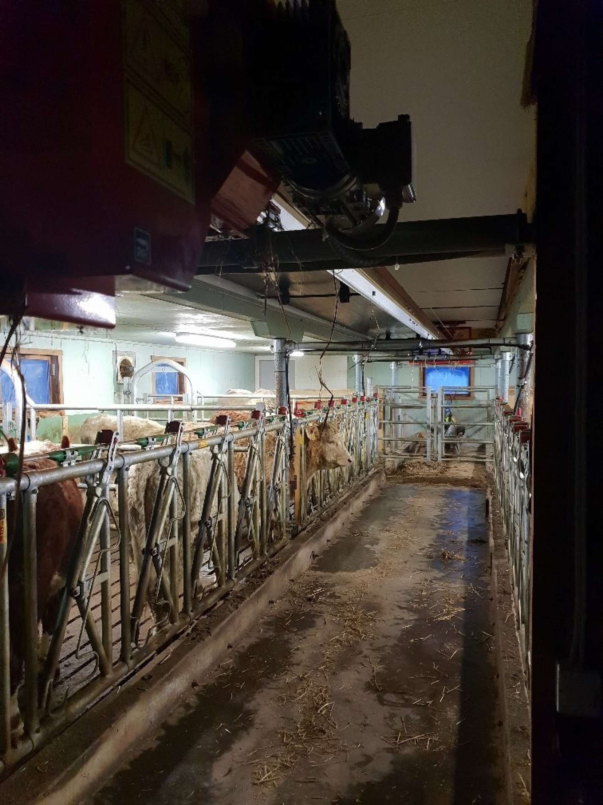 2019 11 25 - fjøs